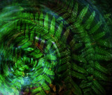 Fern pool