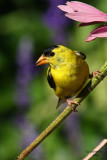 American Goldfinch. Kewaskum, WI