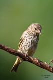 Pine Siskin. Kewaskum, WI