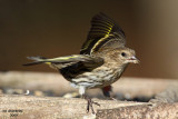 Pine Siskin, Chesapeake, OH