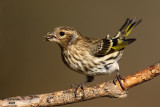 Pine Siskin. Chesapeake, OH