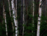 Into the forest