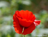 Poppy.