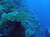 The Big Drop-off, Palau