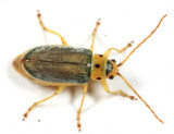 Trirhabda flavolimbata