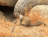 California Ground Squirrel - Spermophilus beecheyi