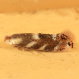 0560 - Birch Skeletonizer Moth - Bucculatrix canadensisella