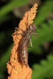 darner exuvia