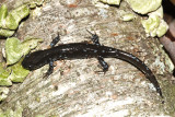 Blue Spotted Salamander - Ambystoma laterale