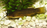Brown Bullhead - Ictalurus nebulosus
