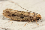 0412 - Niditinea orleansella