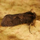 0367 - Acrolophus morus