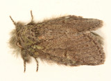 7994 - Saddled Prominent - Heterocampa guttivitta