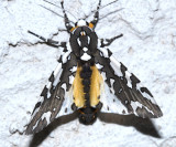 8150 - Arachnis zuni (male)