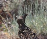 Rock Squirrel - Spermophilus variegatus