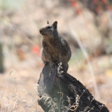 Rock Squirrel - Spermophilus variegatus