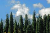Tyan Shan Blue Firs, Kazakhstan