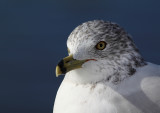 Copie de IMG_2516.JPG