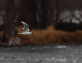 Mouette de Bonaparte, Bonaparte's Gull
