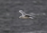 Mouette de Bonaparte
