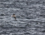 Mouette de Bonaparte