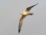 Goéland à bec cerclé, Ring-billed Gull
