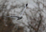 Copie de IMG_2728 a.JPG