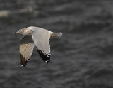 Goéland à bec cerclé, Ring-billed Gull