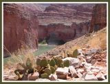 Beavertail Cacti