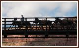 Donkey Train Over the River