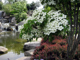 Milky Way Kousa Dogwood