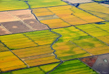 rice fields