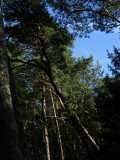 Near toppled pine in the forest