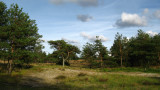 A break in the forest