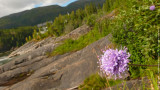 Wild Flowers