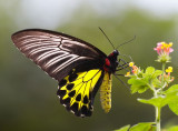 Common Birdwing (female) »n»ñ½º (»Û) Troides Helena
