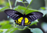 Common Birdwing (female) »n»ñ½º (»Û) Troides Helena