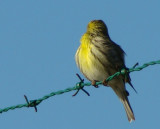 Chamariz ou Milheirinha // European Serin (Serinus serinus), male
