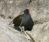 Poule d'eau
