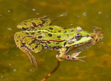 La sauge 011.jpg