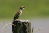 Moineau