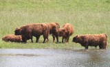 Vaches écossaises