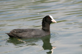 Foulque