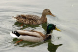 La sauge 36-1.jpg