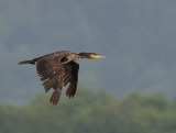 La sauge 084.jpg
