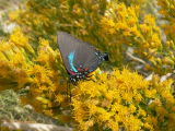 Great Blue Hairstreak (Atlides halesus corcorani) - male
