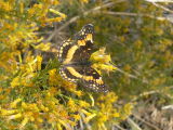California Patch (Chlosyne californica)