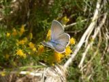 Ceraunus Blue (Hemiargus ceraunus gyus)