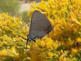 Great Blue Hairstreak (Atlides halesus corcorani) - female