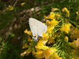 Gray Hairstreak (Strymon melinus franki)